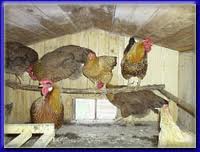 chickens in the henhouse