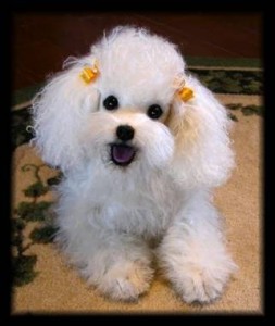 white poodle